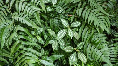Green leaves